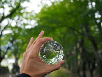 Midsection of person holding plant against trees