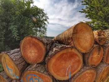 Stack of logs against trees