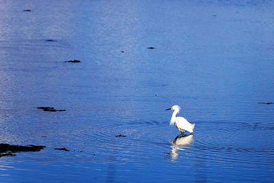 Seagulls on a sea