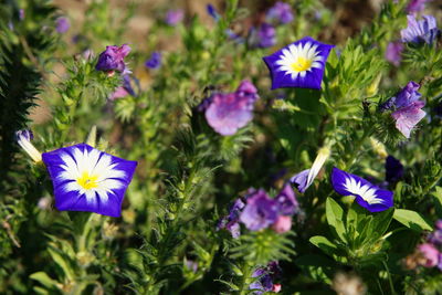 Close-up of purple flowering plants