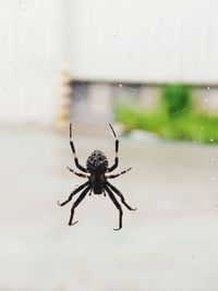 Close-up of spider on web