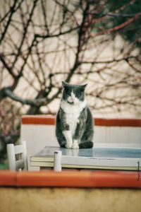 Close-up of cat on field