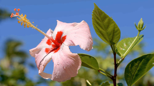 Close-up of red flowering plant