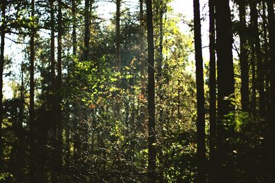 Trees in forest against sky