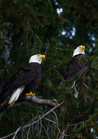 Birds perching on branch