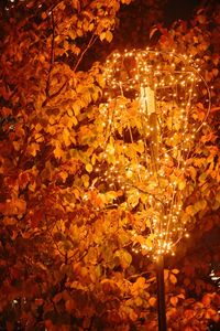 Close-up of illuminated autumn leaves at night