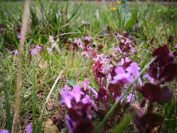 Close-up of purple crocus flowers on field