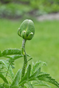 Close-up of leaves on plant