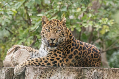 Cat relaxing on tree in zoo