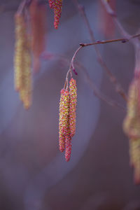 A beautiful birch tree flowers in early spring.