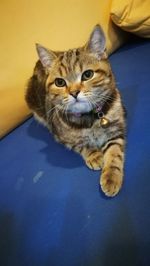 Tabby resting on sofa