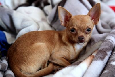 A small, tiny, cute chihuahua puppy. a lovely, frightened dog relaxing on the blanket