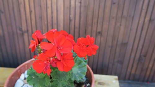 Close-up of red flower