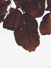 Close-up of dried leaves