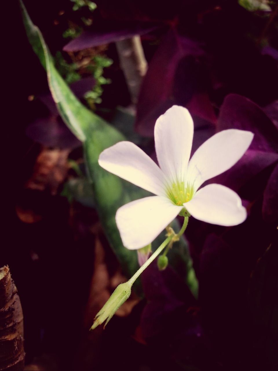 flower, petal, fragility, growth, flower head, freshness, beauty in nature, close-up, plant, nature, blooming, white color, leaf, in bloom, focus on foreground, blossom, no people, outdoors, selective focus, pollen