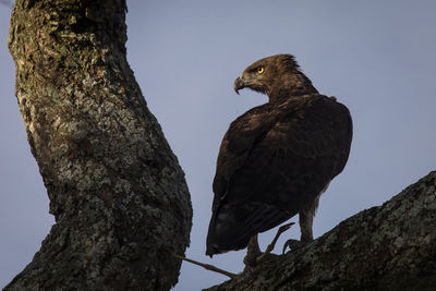 Low angle view of bird perching on tree trunk against sky