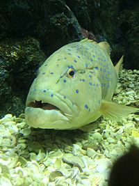 Close-up of fish underwater