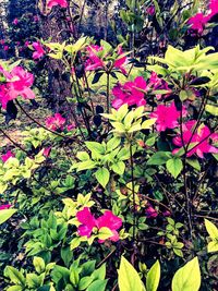 Close-up of pink flowers