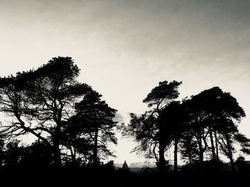 Low angle view of silhouette trees against sky during sunset