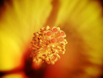 Close-up of yellow flower