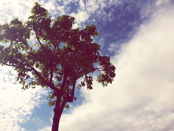 Low angle view of tree against sky