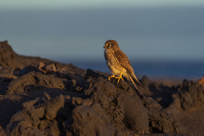Kestrel perching on rock formation against sky