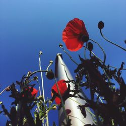 Low angle view of red rose against clear sky