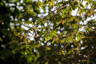 The shoots of the light in the morning bokeh background