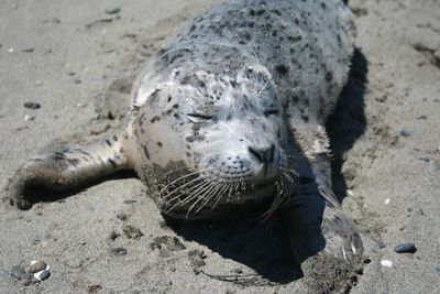 Common seal sleeping on beach