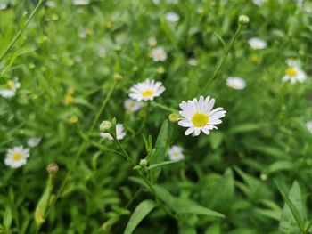 Close-up of white flowering plant