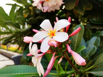 Close-up of frangipani blooming outdoors