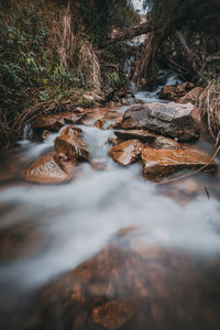 Surface level of water flowing in forest