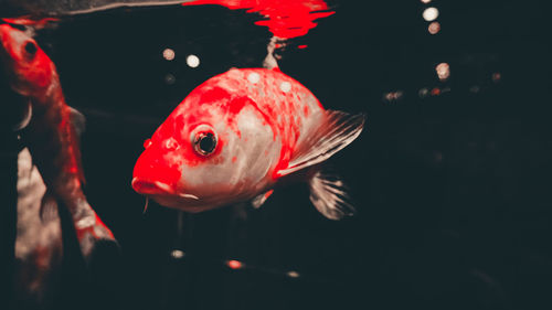 Close-up of fish swimming in sea