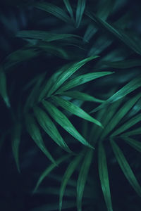 Full frame shot of green leaves