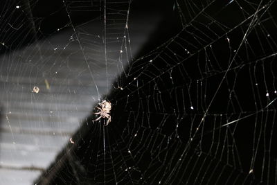 Close-up of spider web
