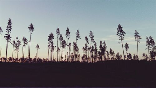 Panoramic view of trees in forest against clear sky