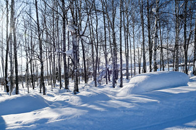 Trees on snow covered landscape