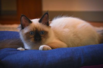 Close-up portrait of a cat