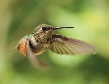 Close-up of a bird flying