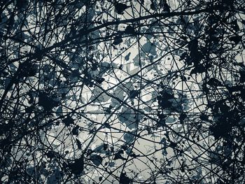 Low angle view of bare tree against sky