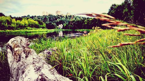 Plants growing on hill