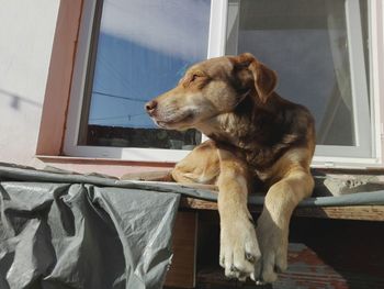 Close-up of dog looking through window