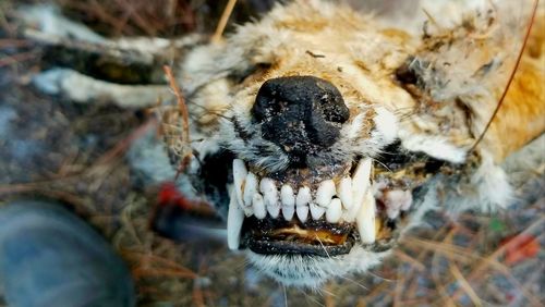 Close-up of dog
