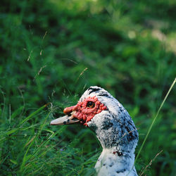 Close-up of a bird on a land