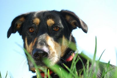 Portrait of australian kelpie against clear sky