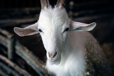 Close-up portrait of goat