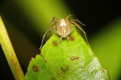 Close-up of spider on plant