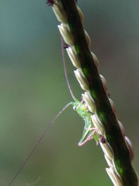 Close-up of flower buds growing outdoors