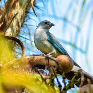 Low angle view of bird perching on branch