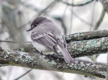 Close-up of bird perching on branch